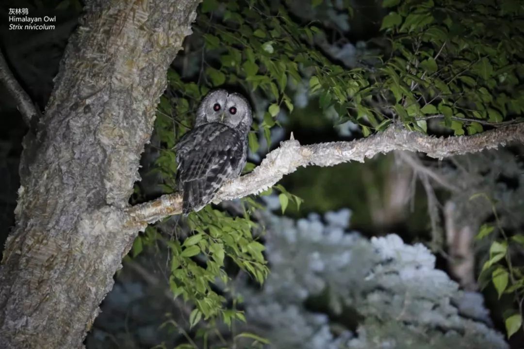birdWatching