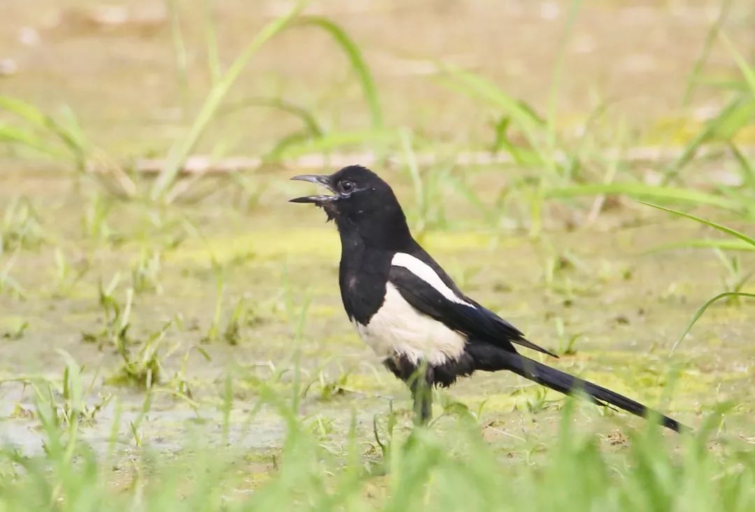 birdWatching