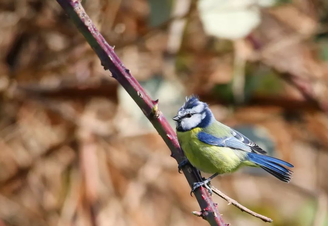 birdWatching