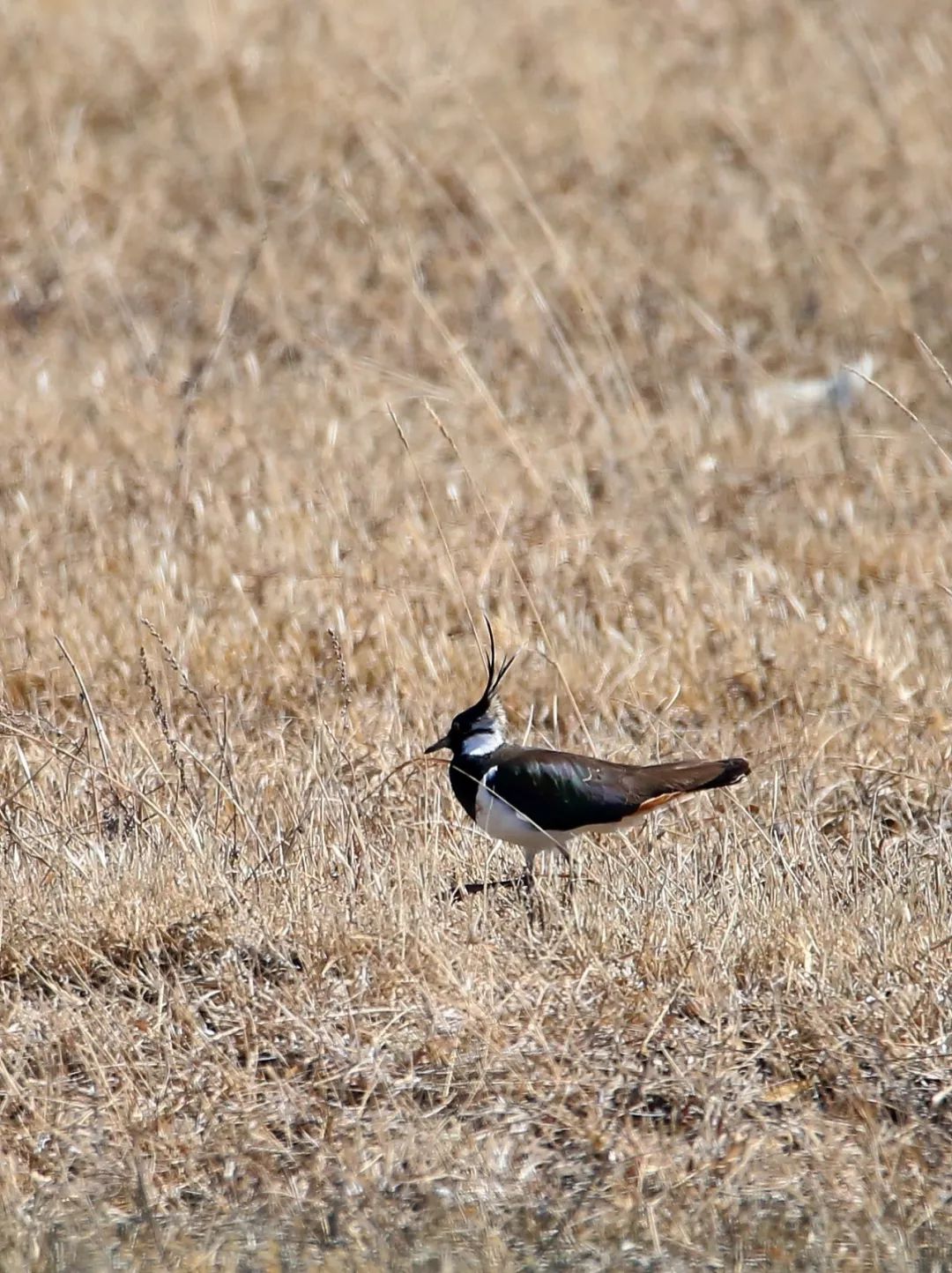 birdWatching