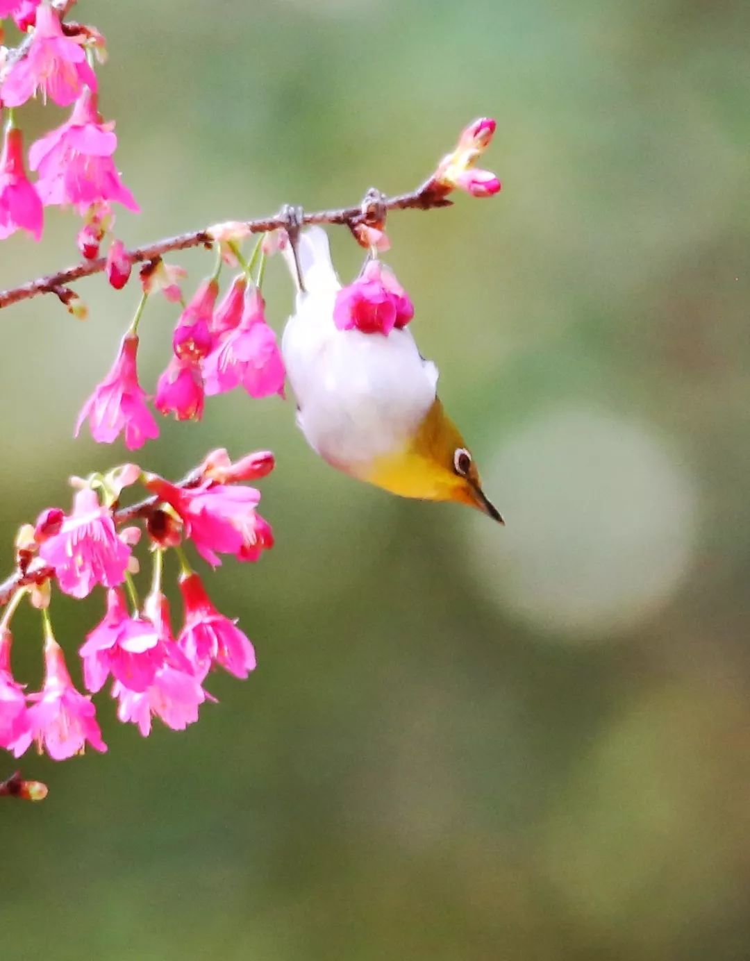 birdWatching