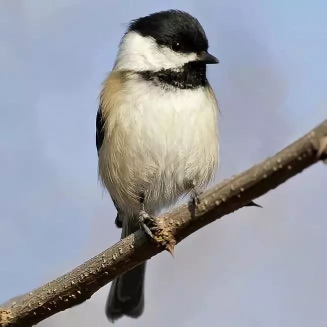 birdWatching