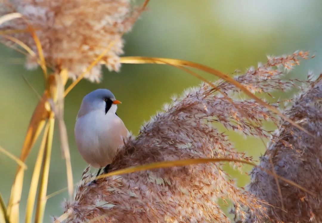 birdWatching