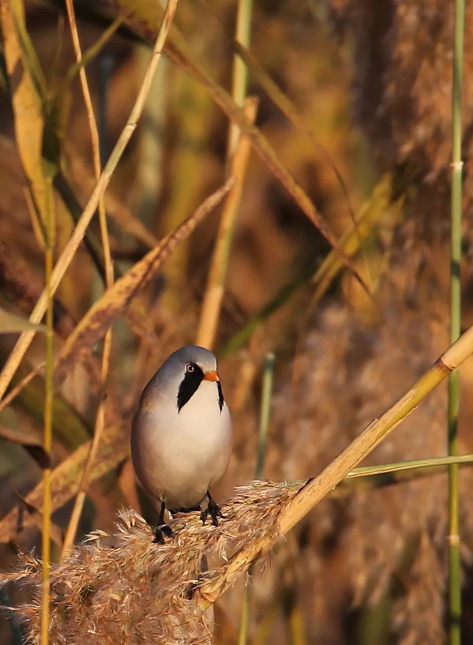 birdWatching