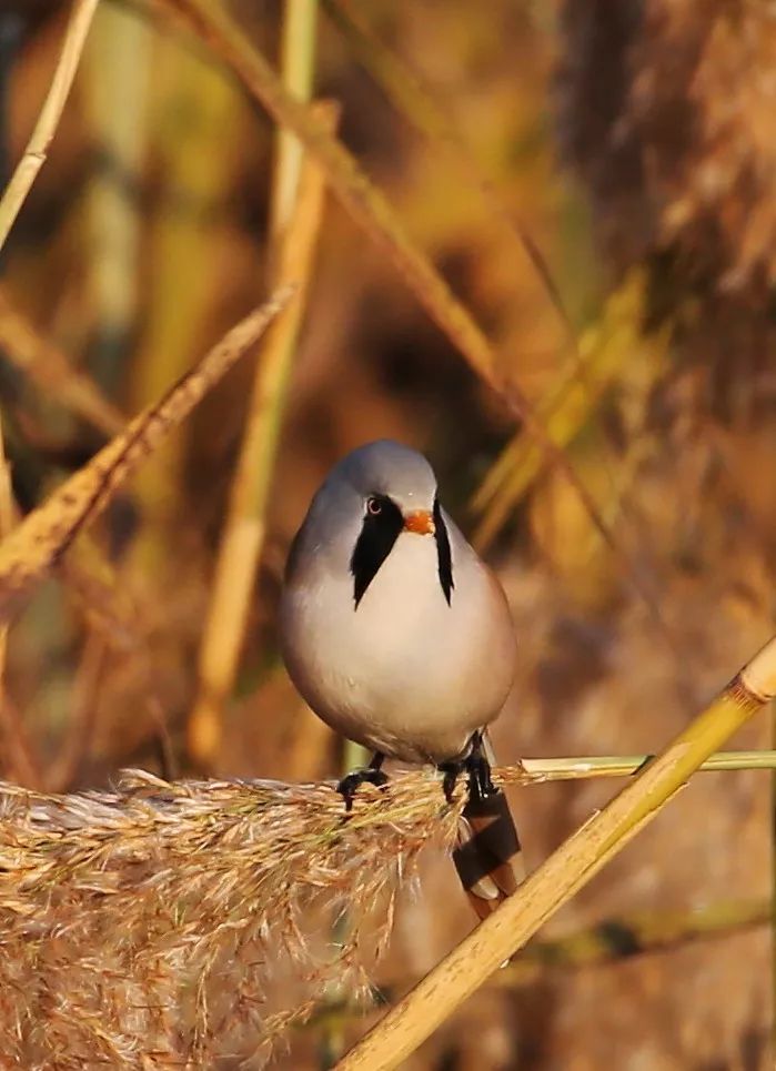 birdWatching