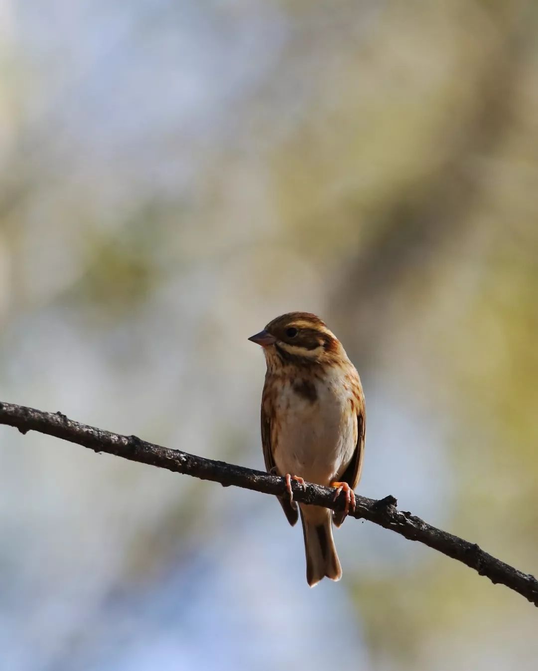 birdWatching