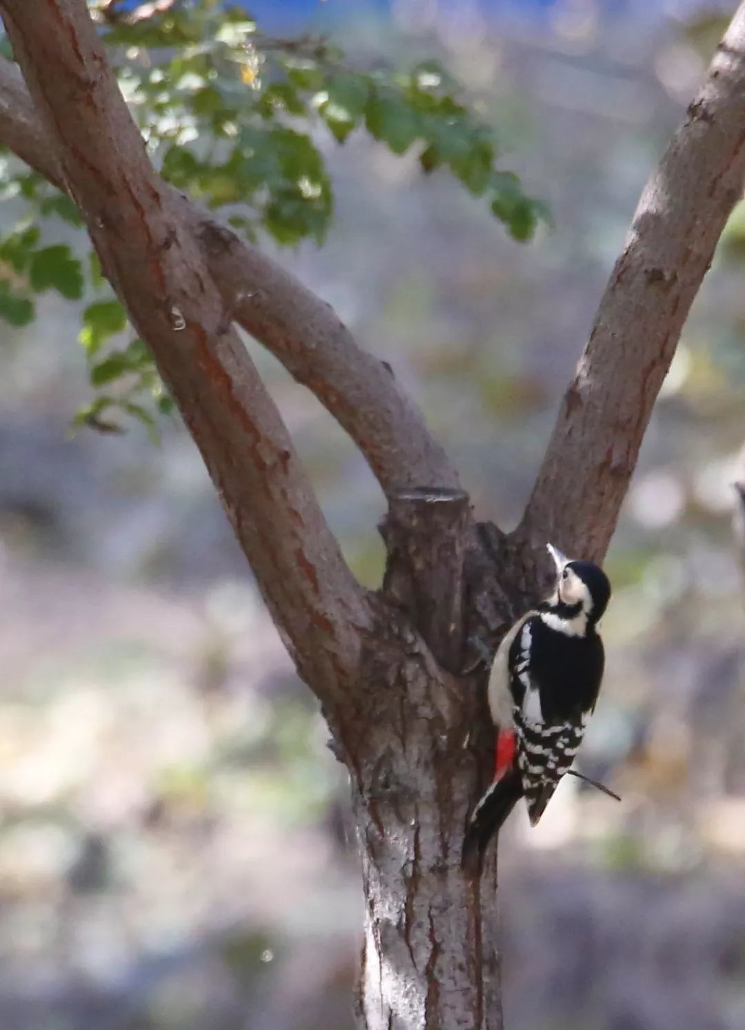 birdWatching