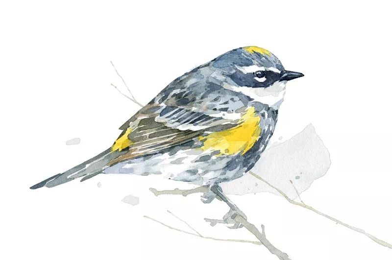 birdWatching