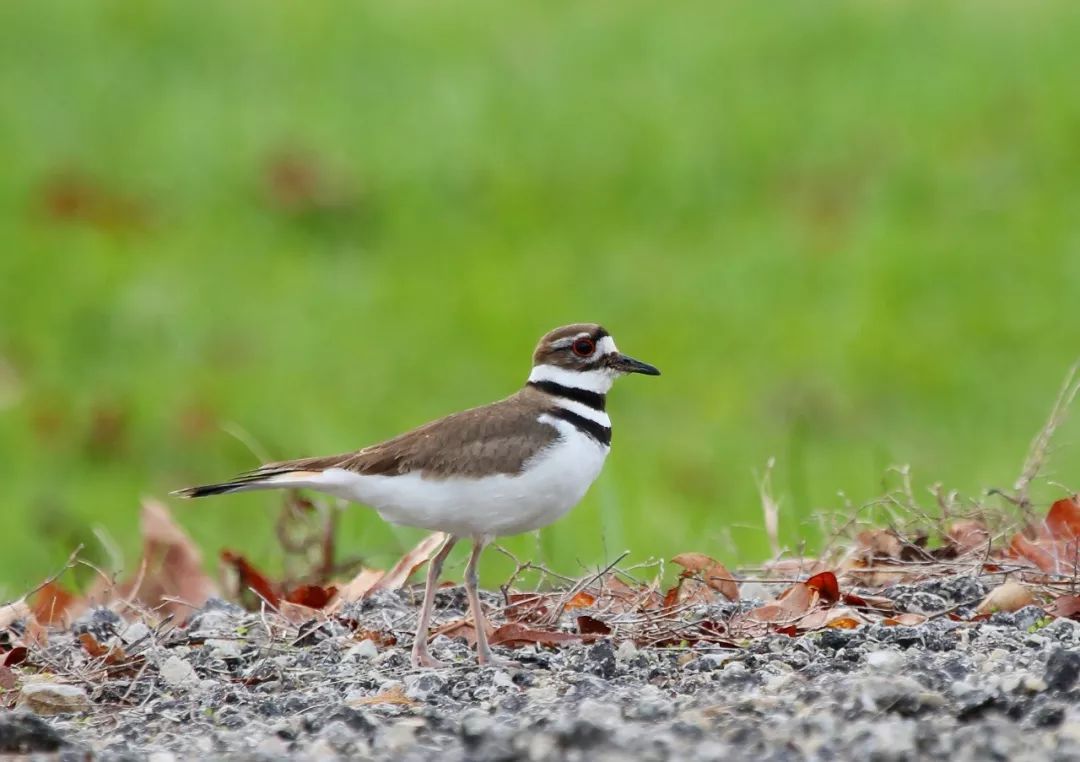 birdWatching