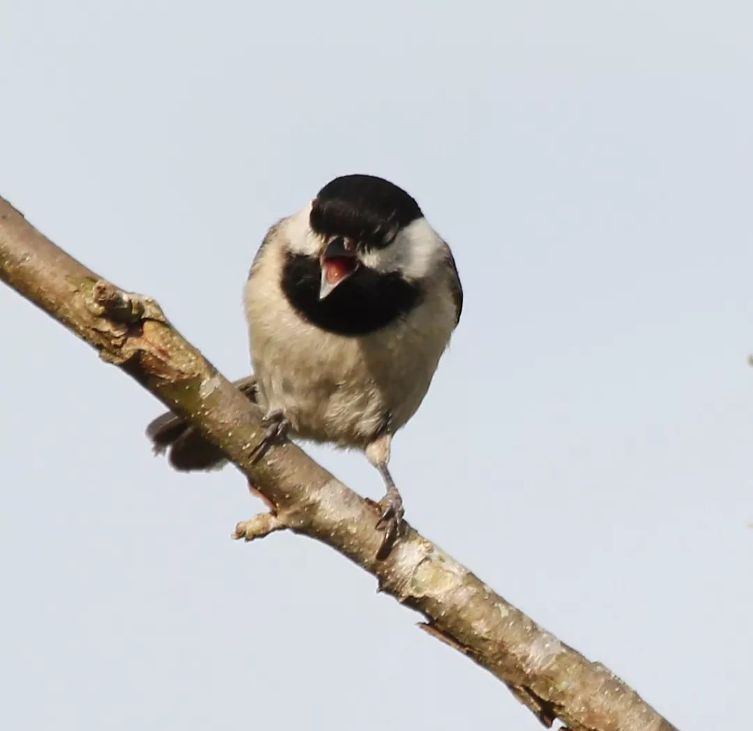 birdWatching