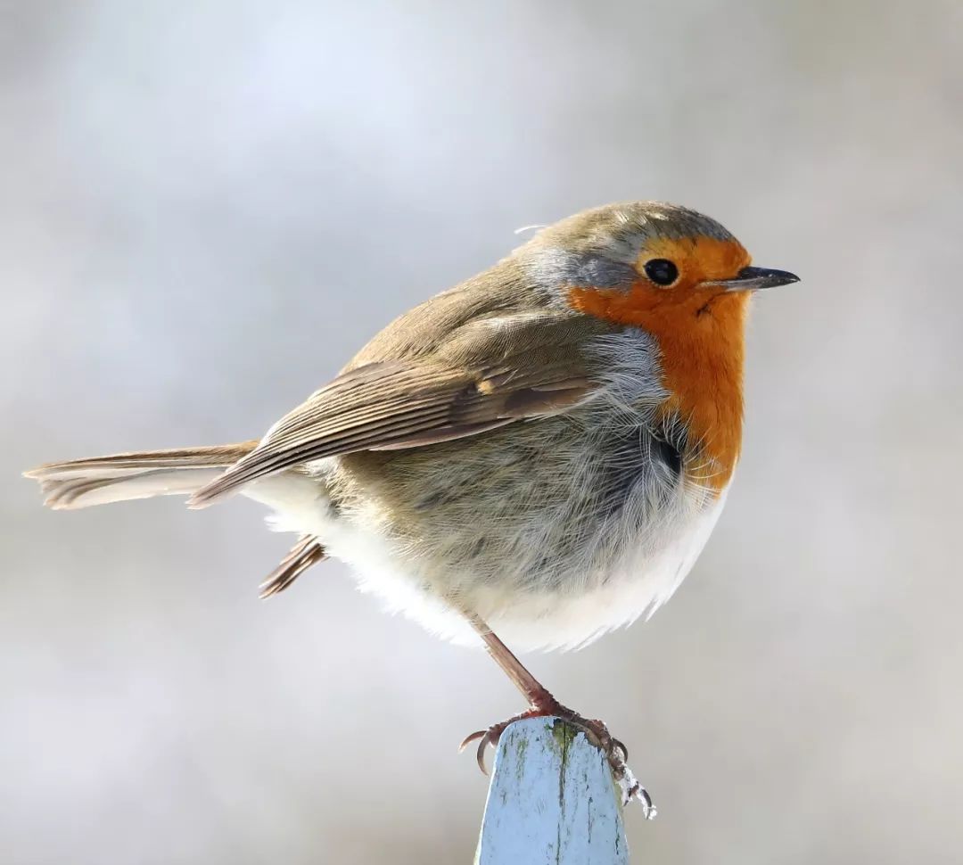 birdWatching