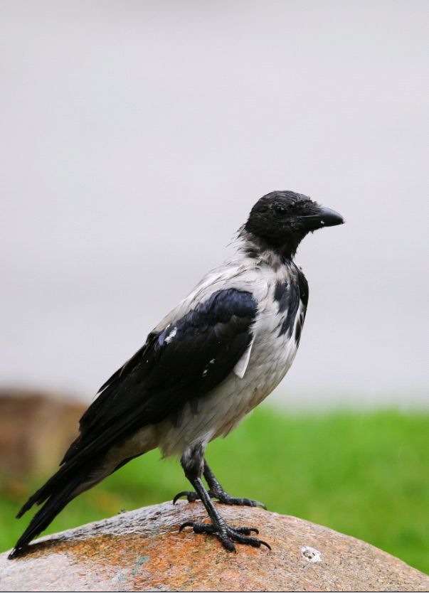 birdWatching