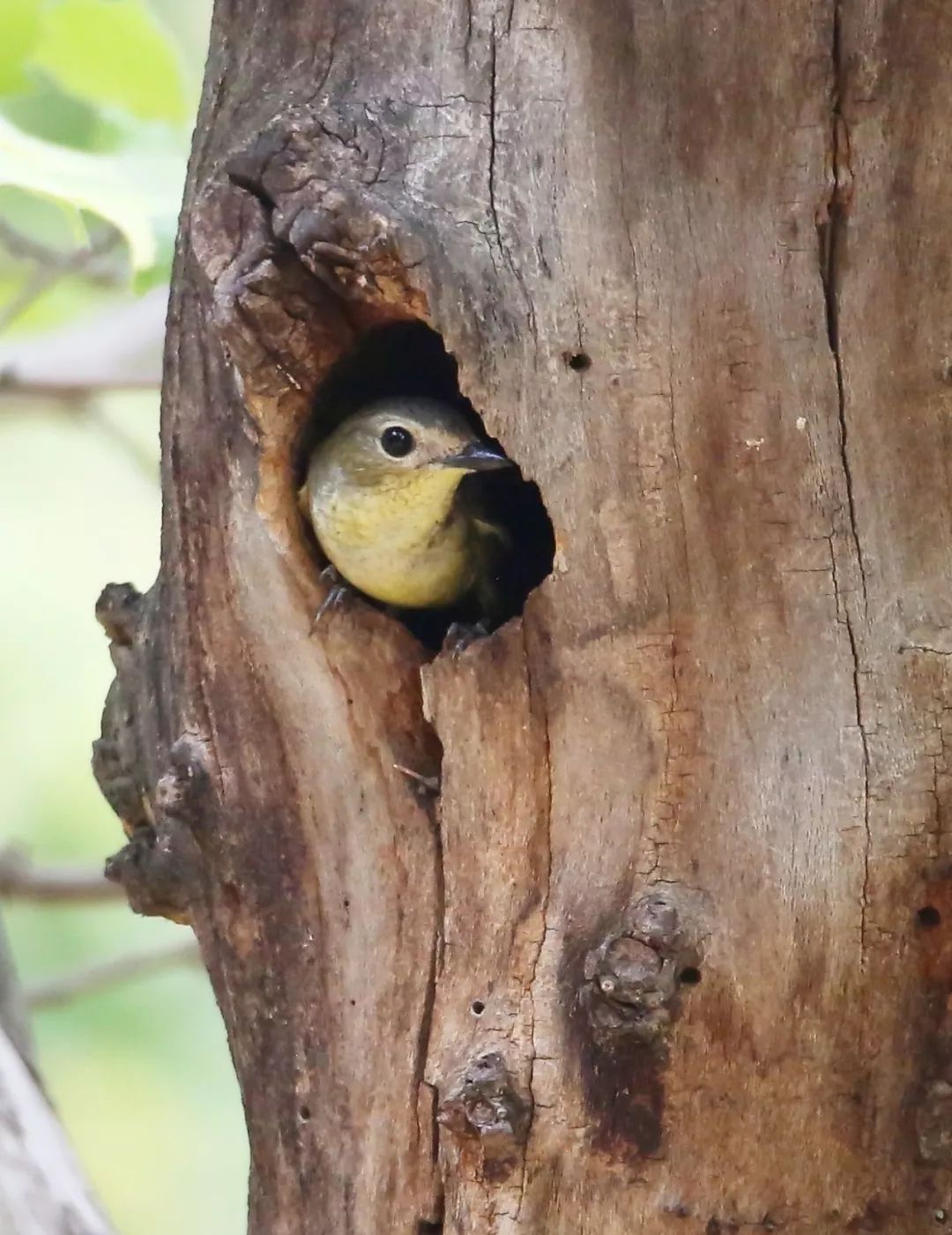 birdWatching
