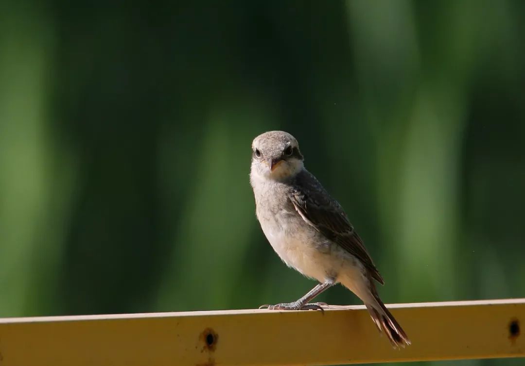 birdWatching