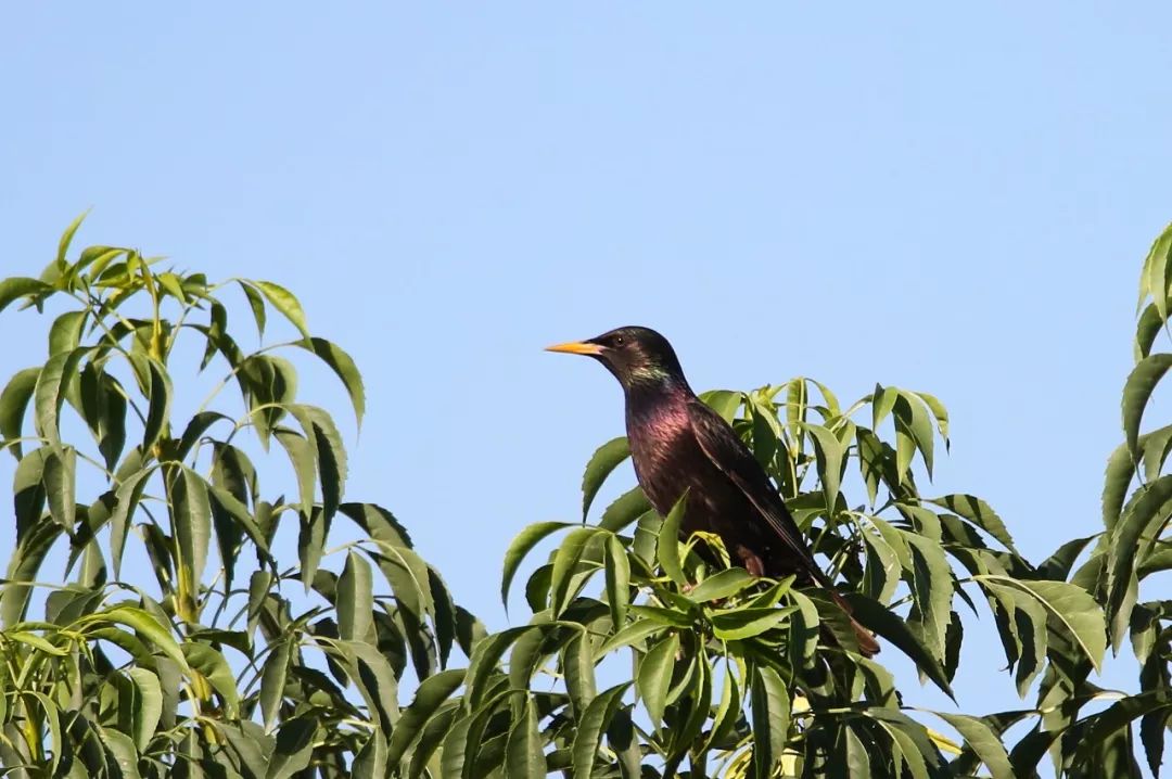 birdWatching