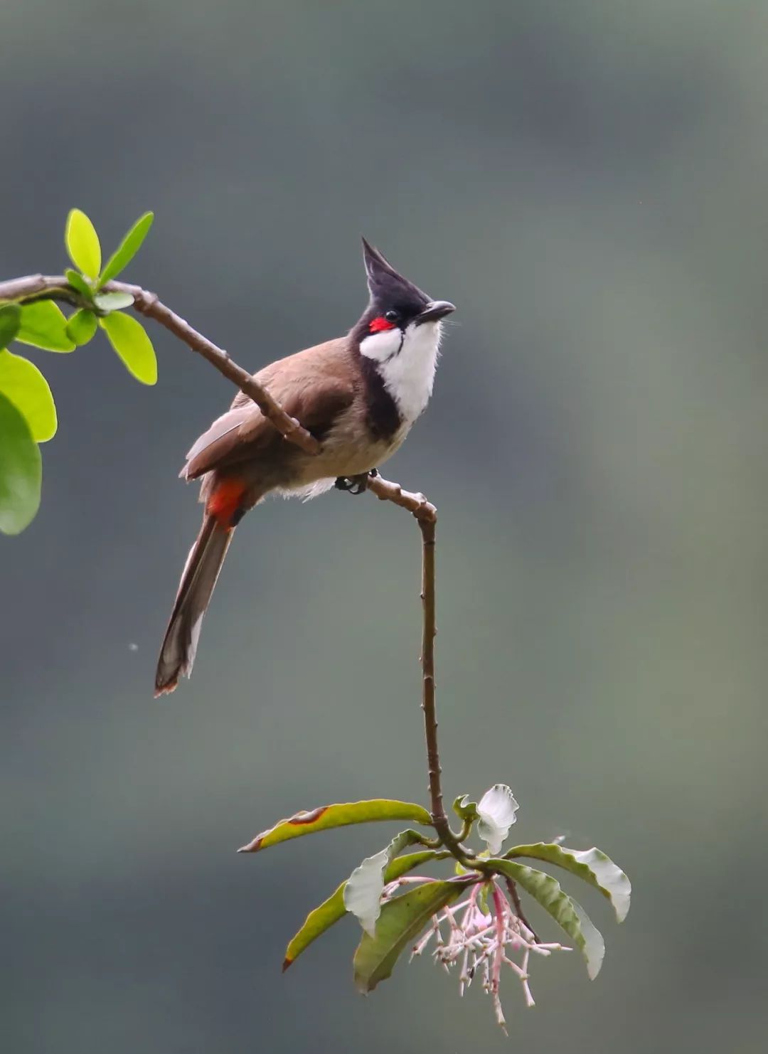 birdWatching