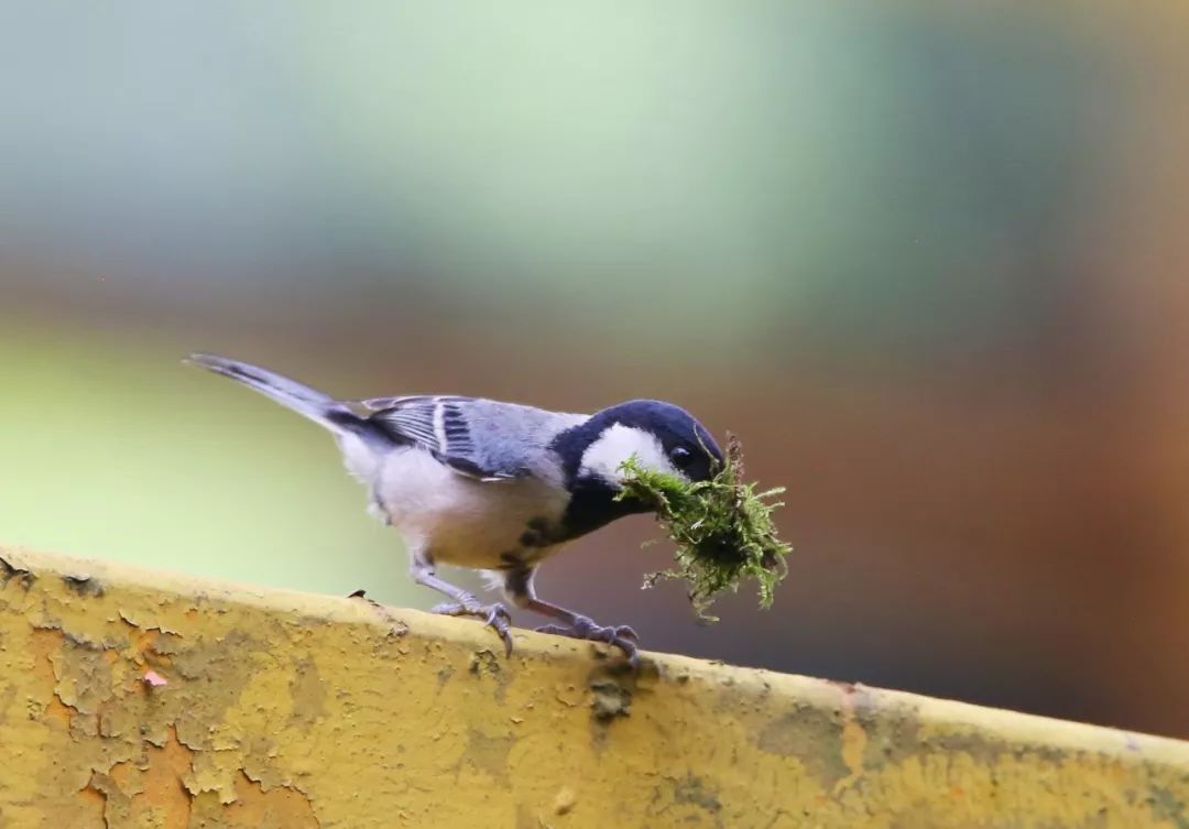 birdWatching