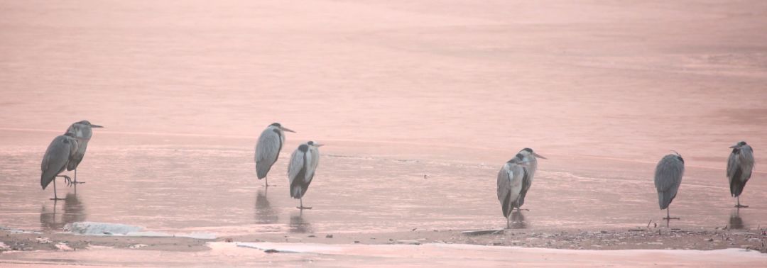birdWatching