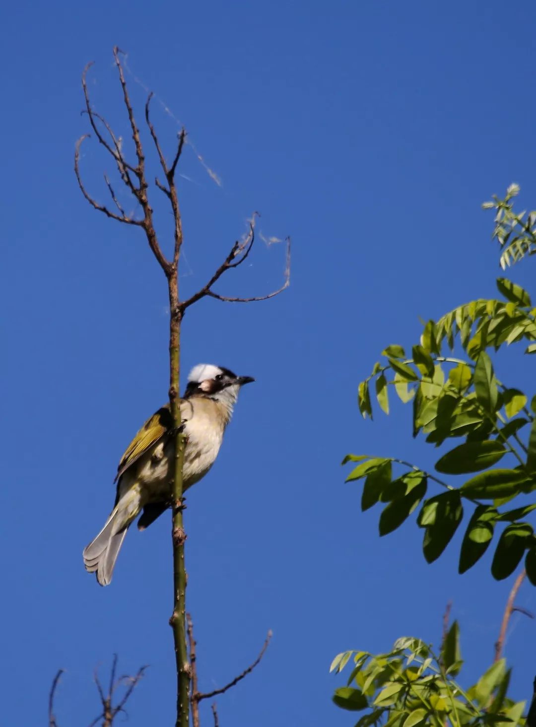 birdWatching