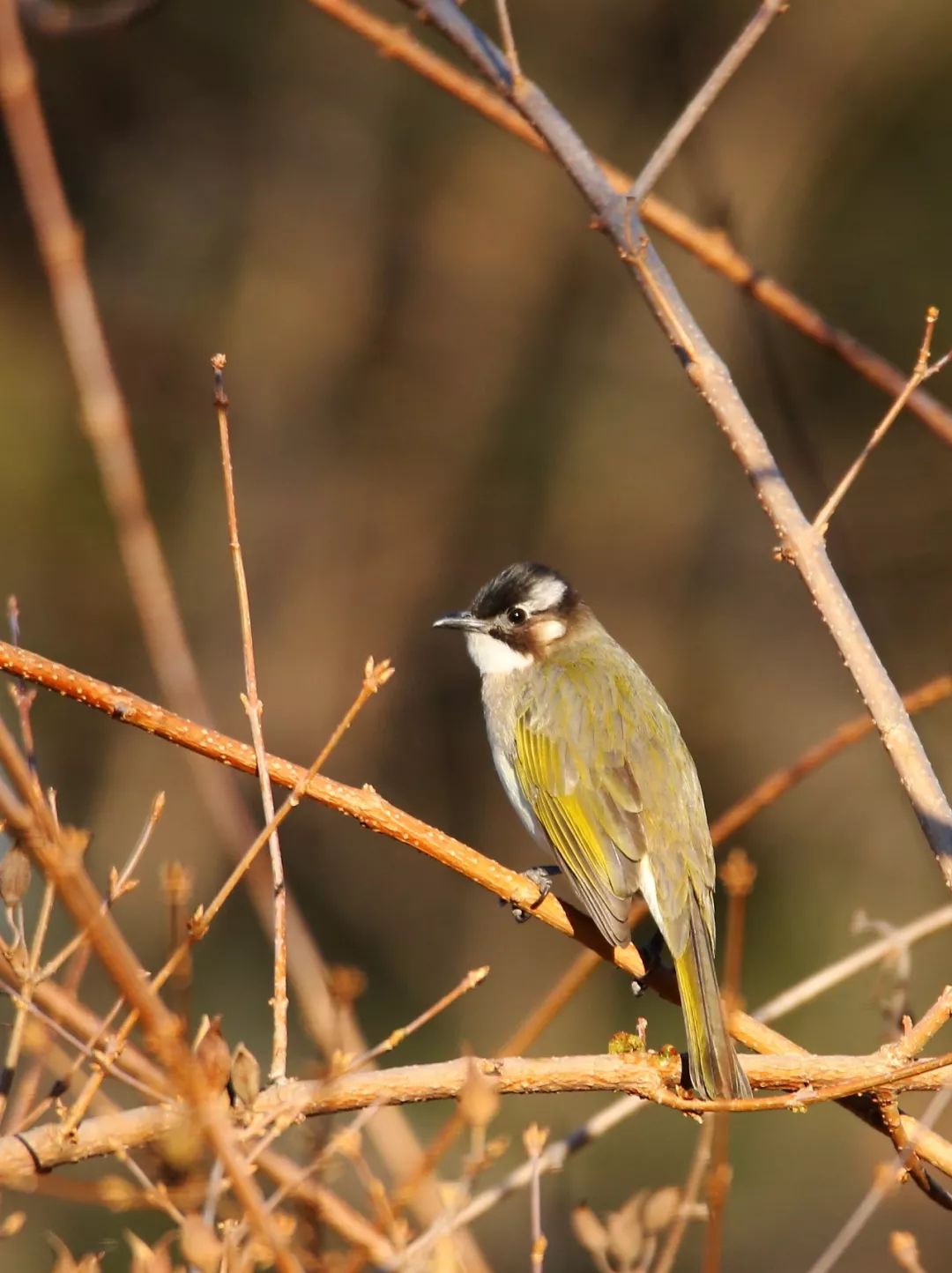 birdWatching