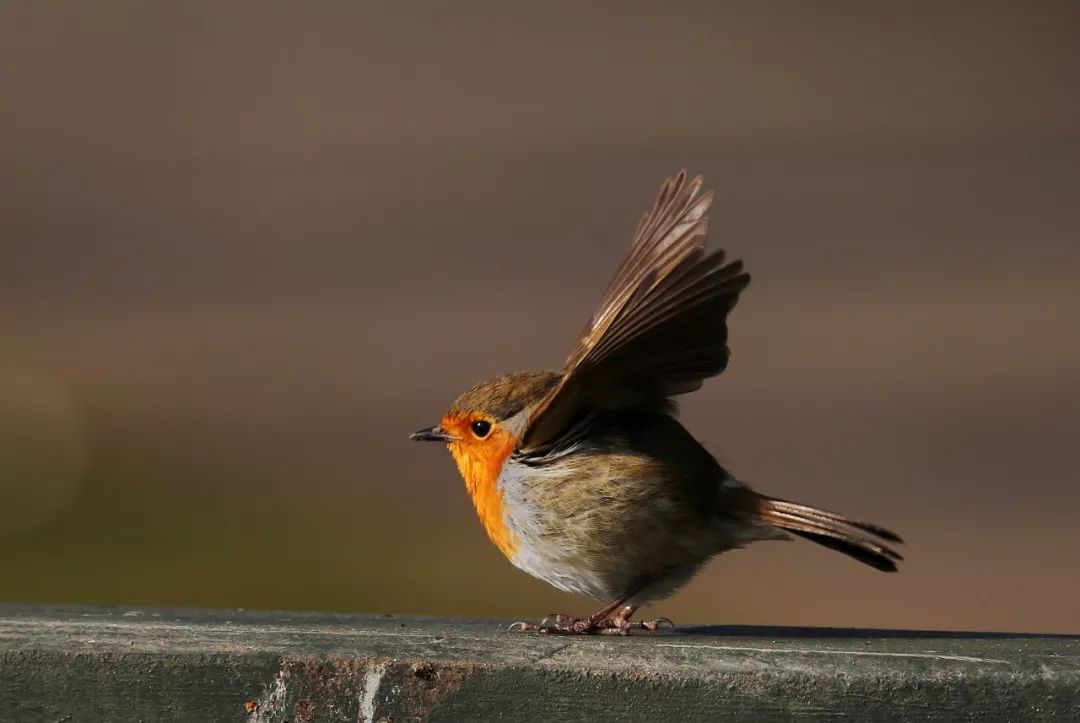 birdWatching