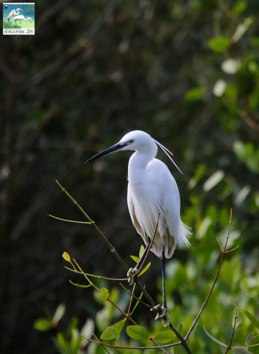 birdWatching