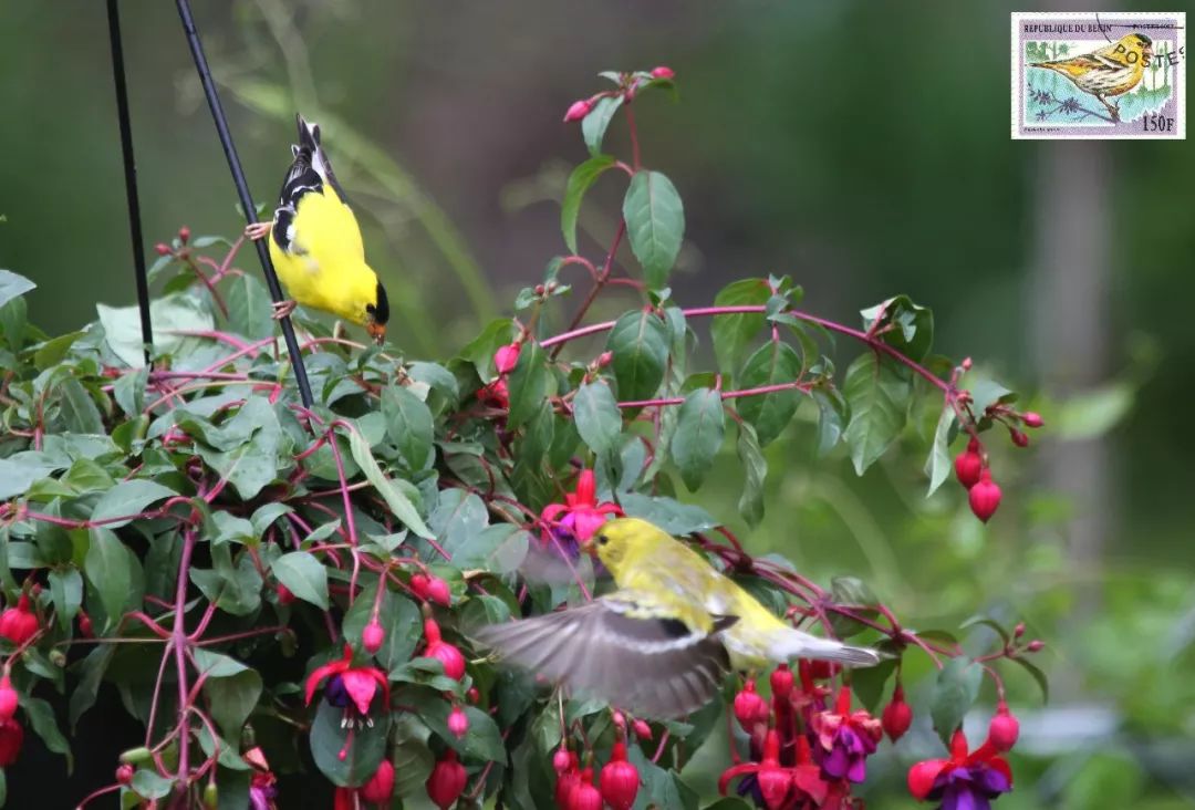 birdWatching