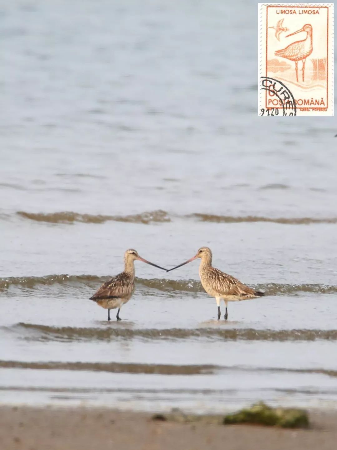 birdWatching