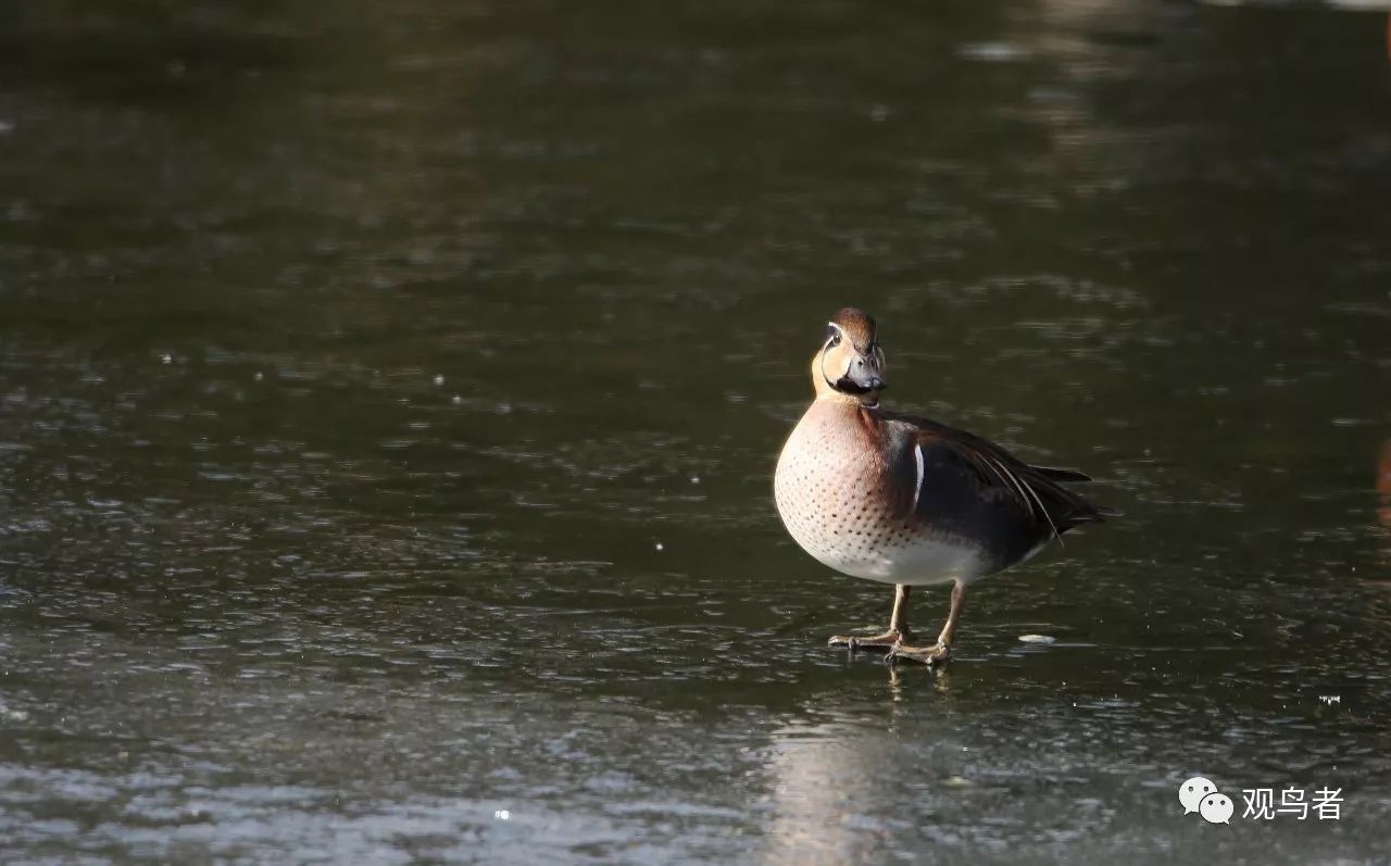 birdWatching