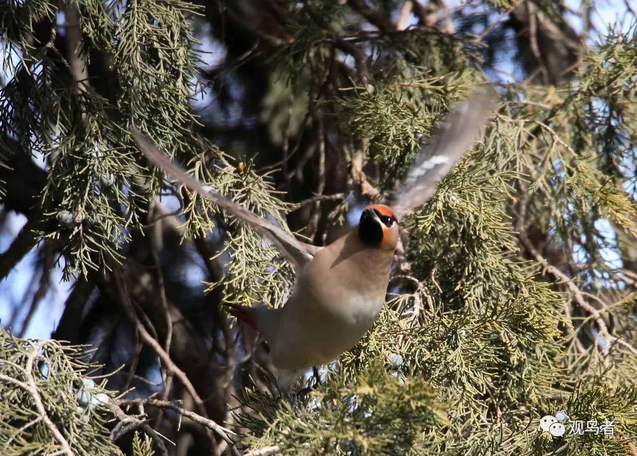 birdWatching
