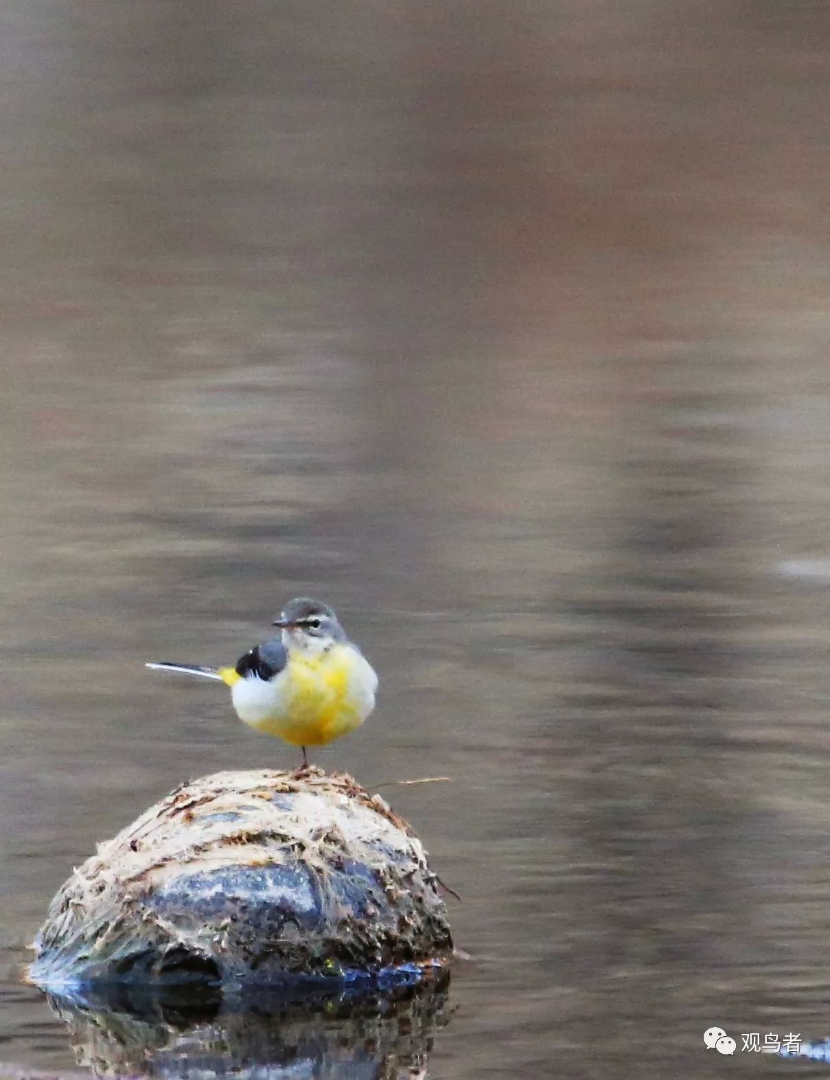 birdWatching