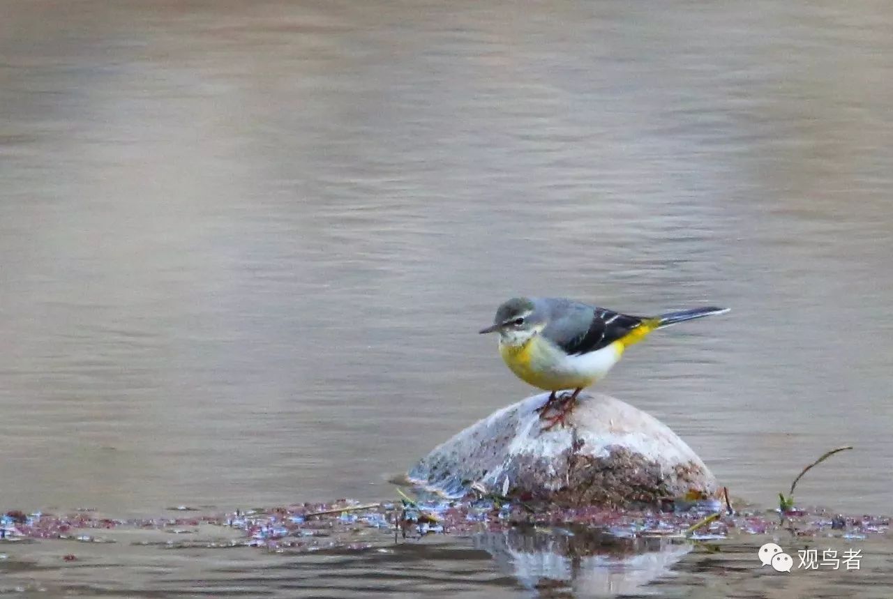 birdWatching