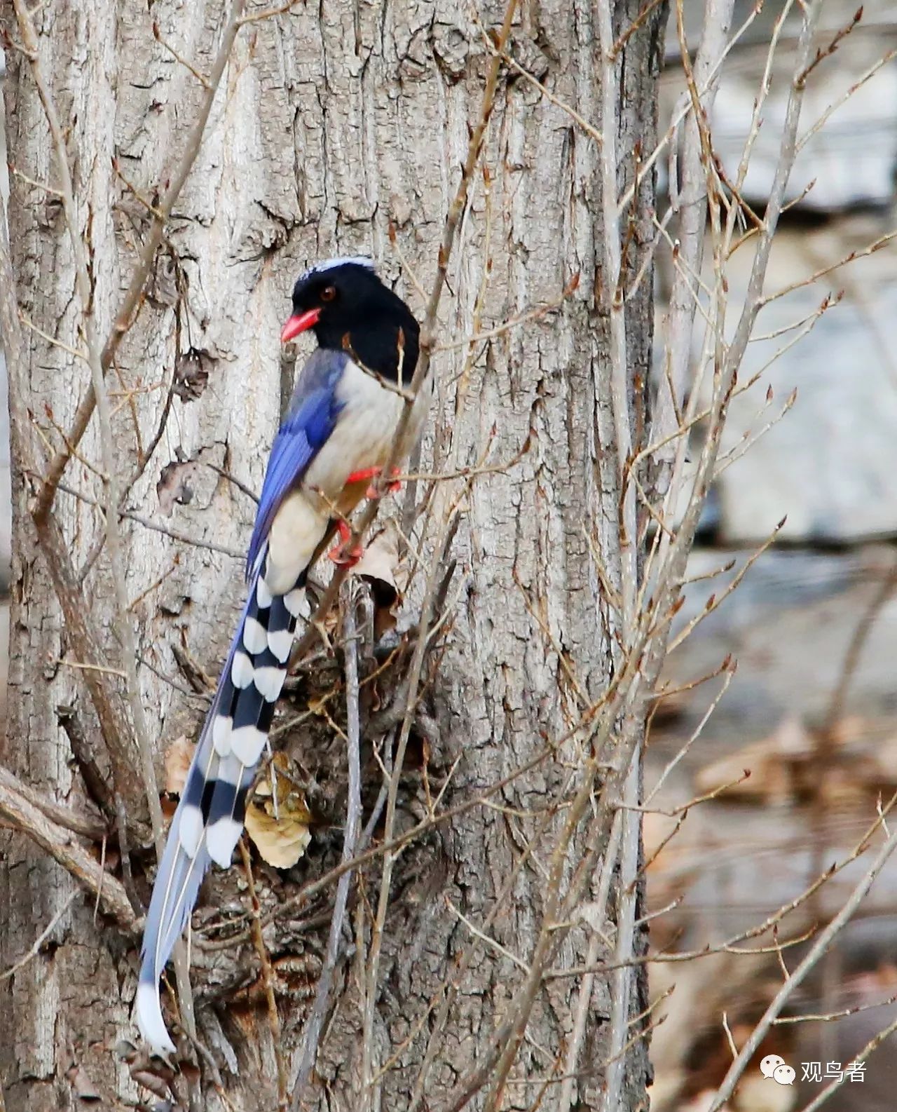 birdWatching