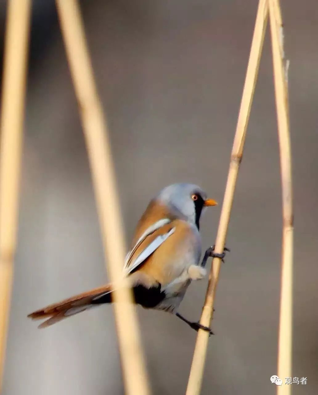birdWatching
