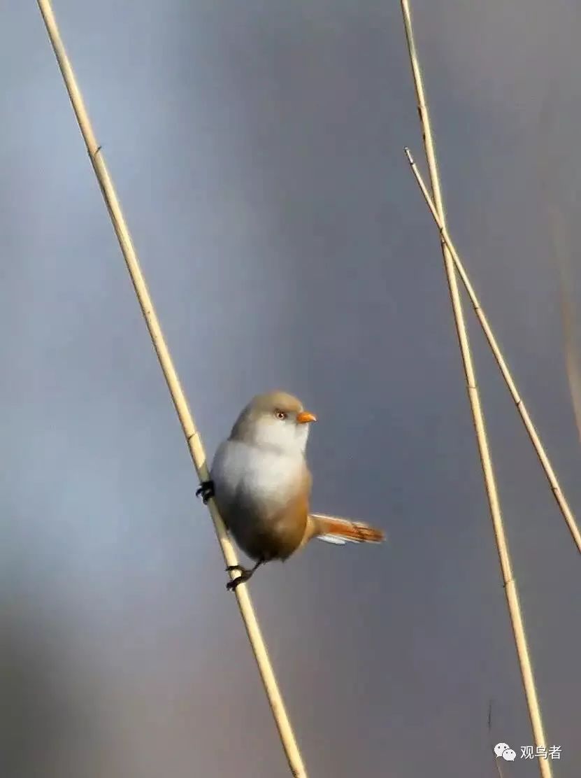 birdWatching
