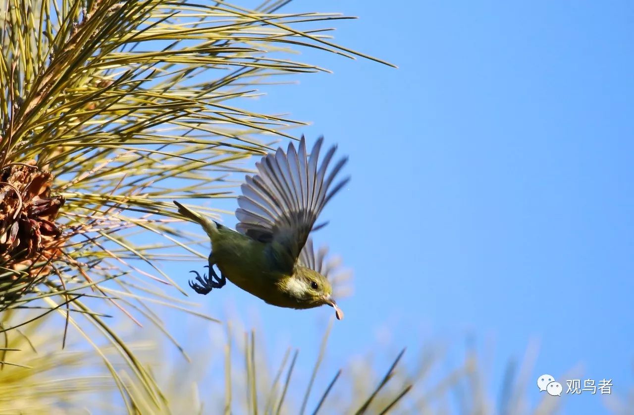 birdWatching