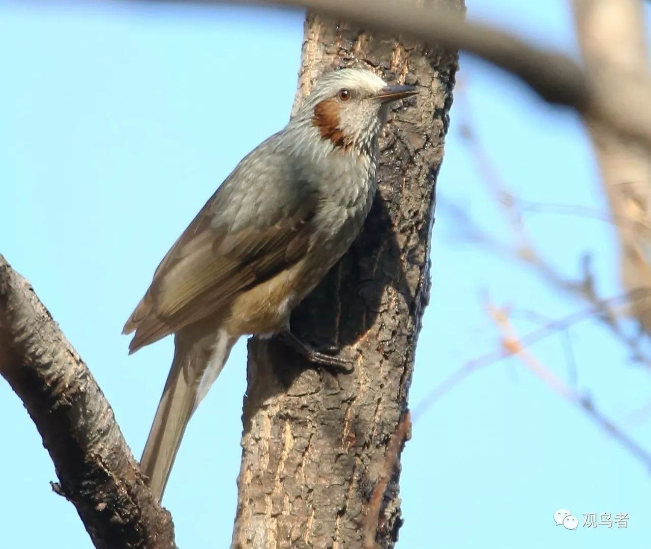 birdWatching