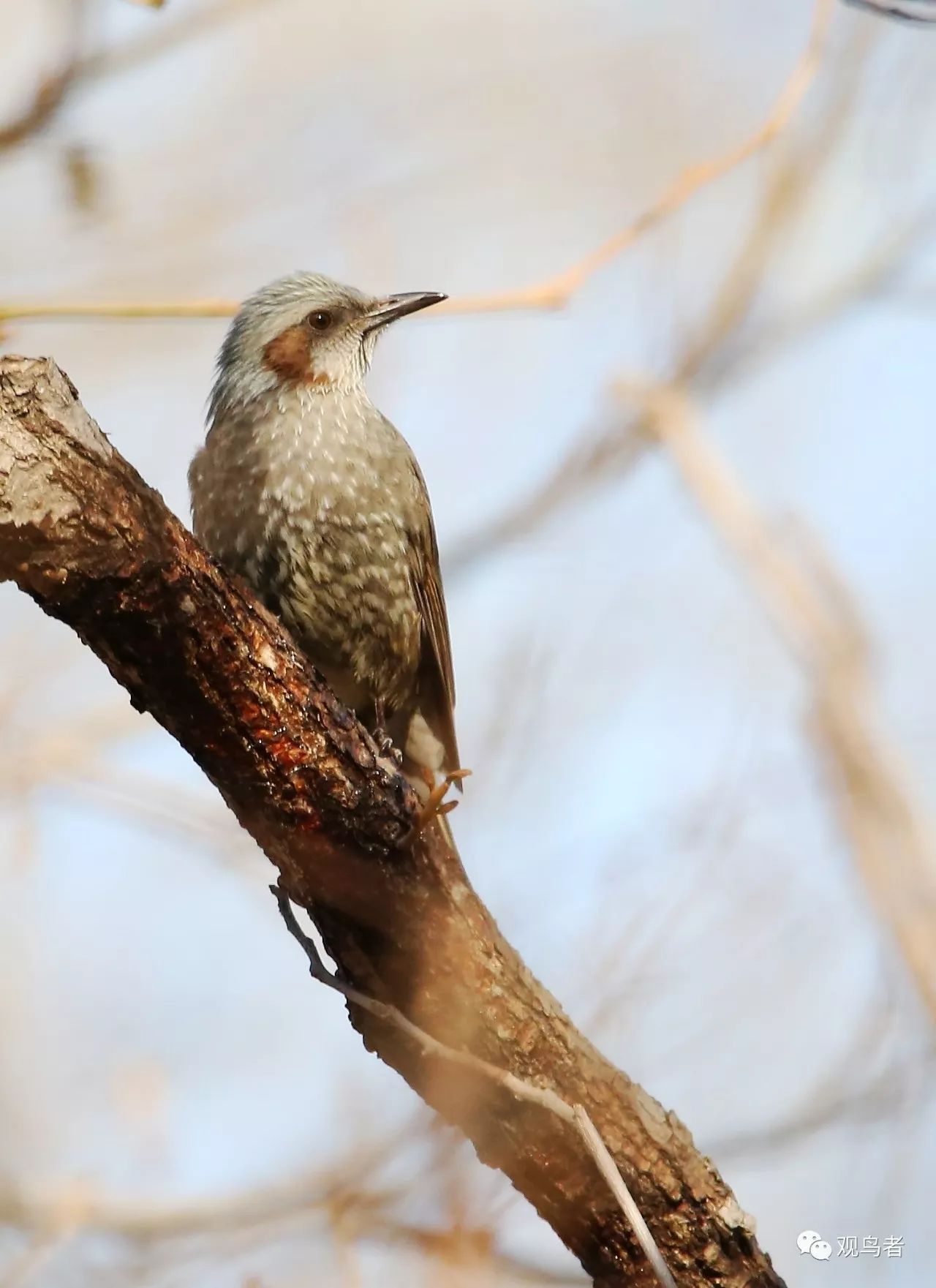 birdWatching