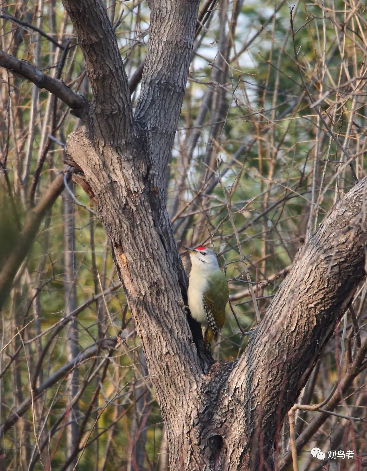 birdWatching