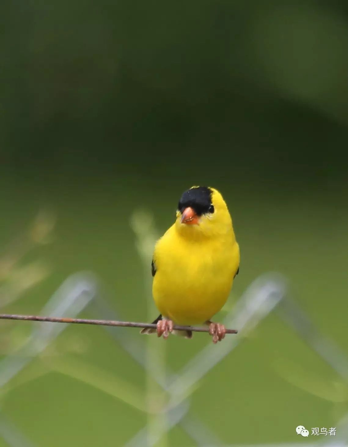 birdWatching