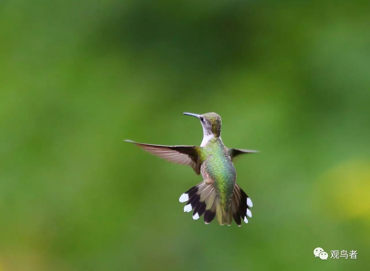 birdWatching