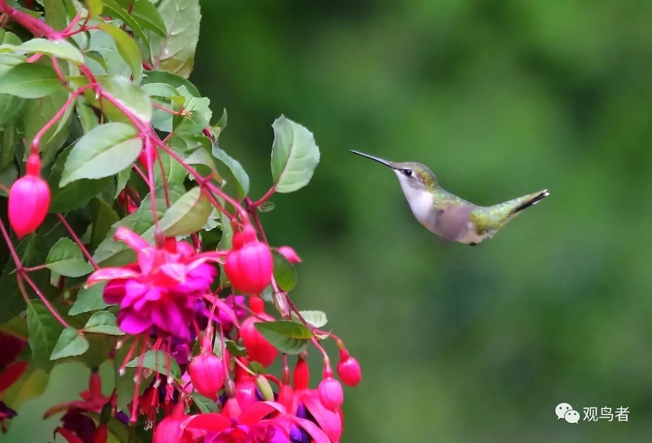 birdWatching