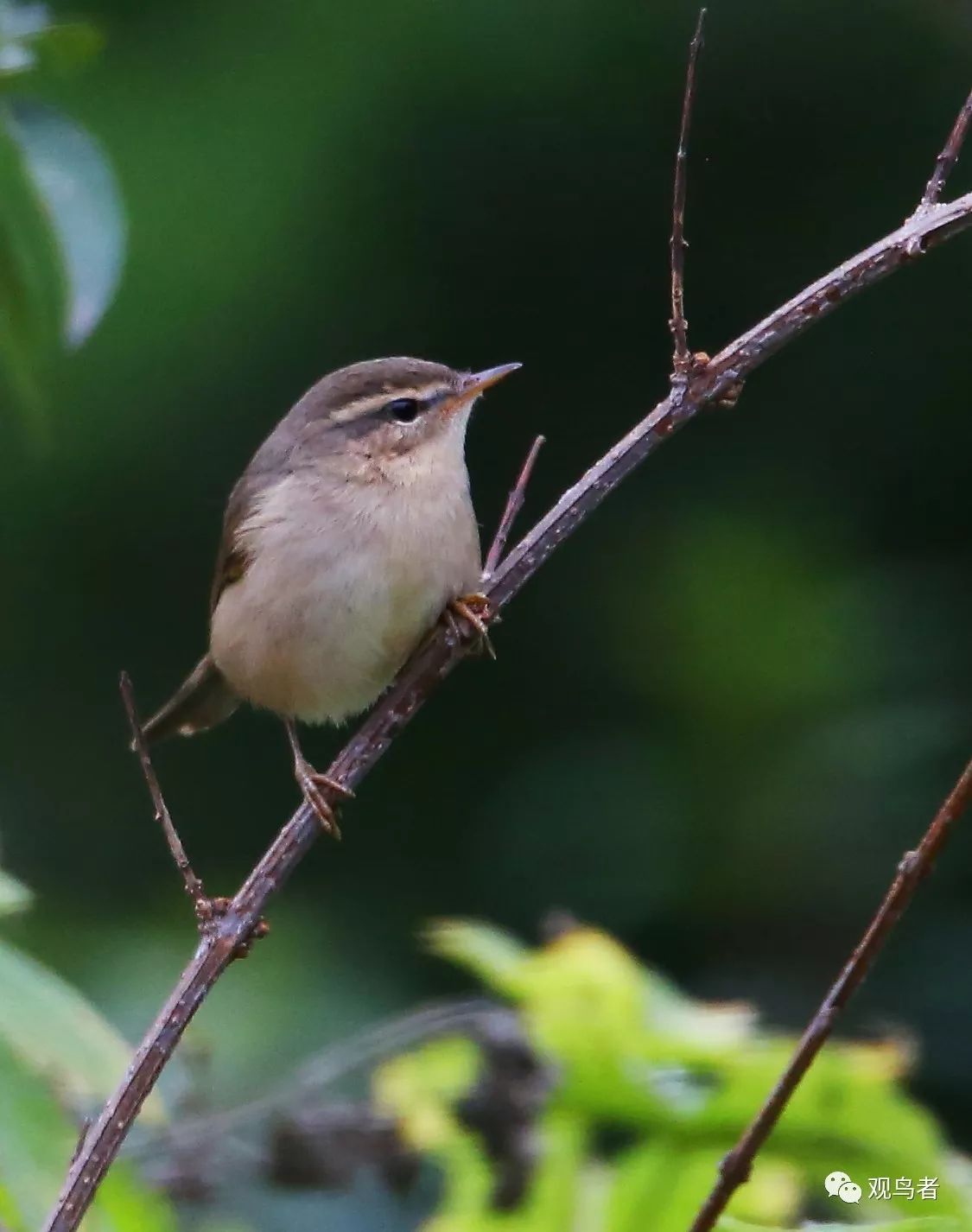 birdWatching