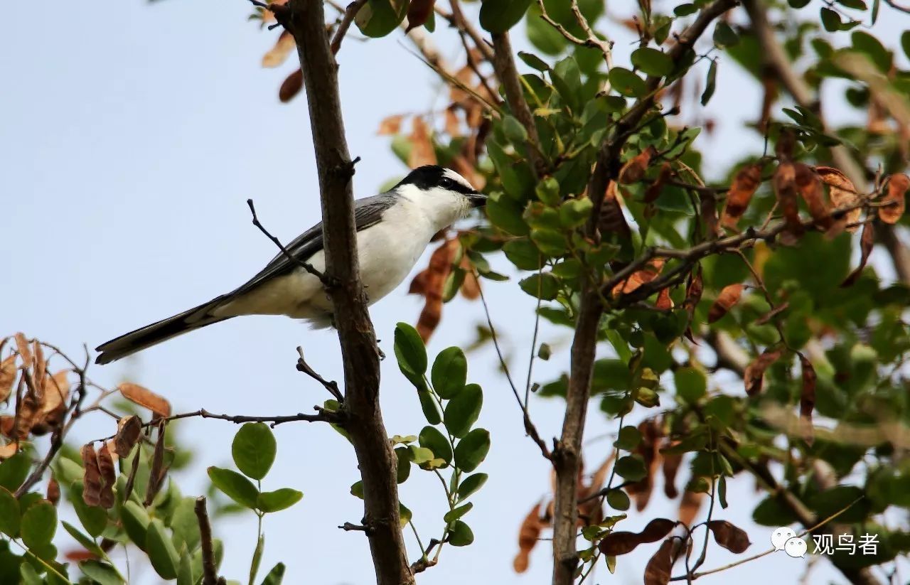 birdWatching