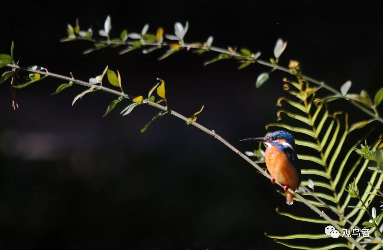 birdWatching