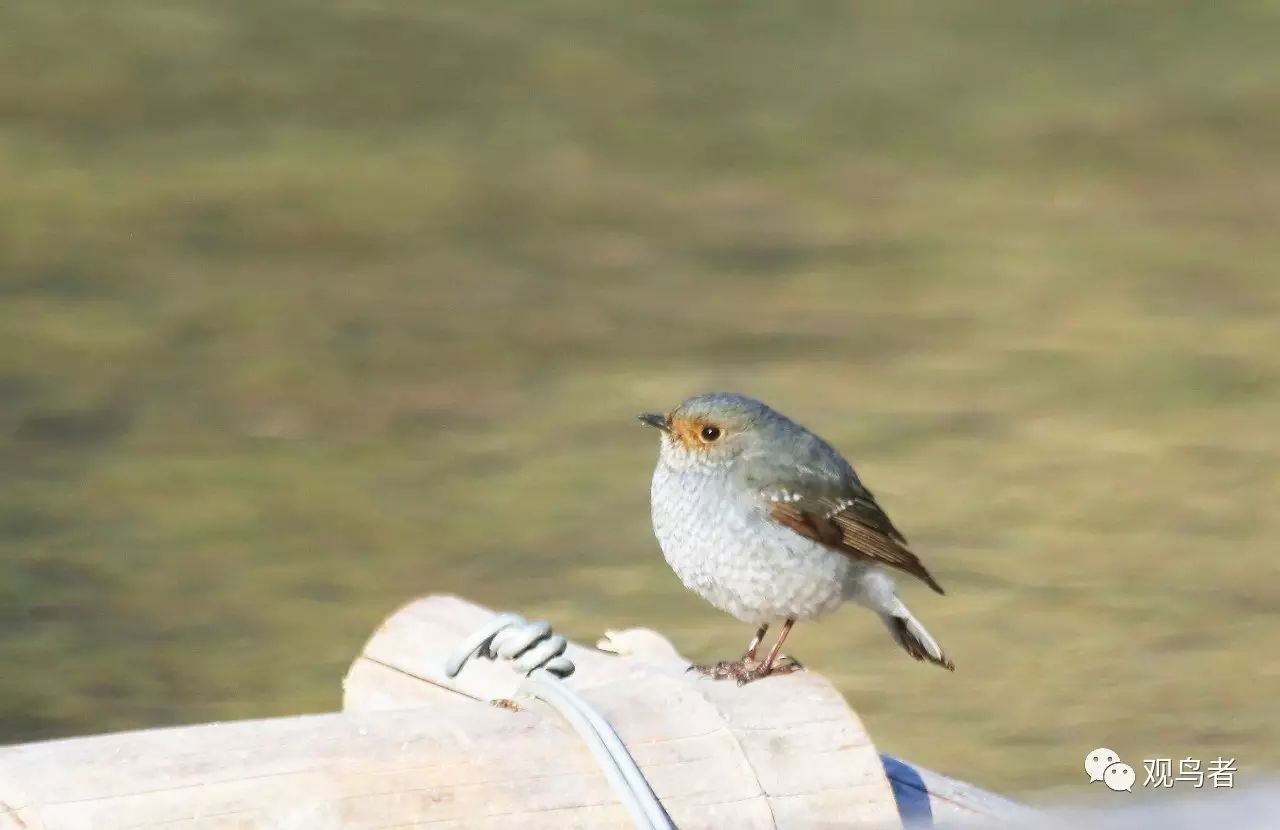 birdWatching