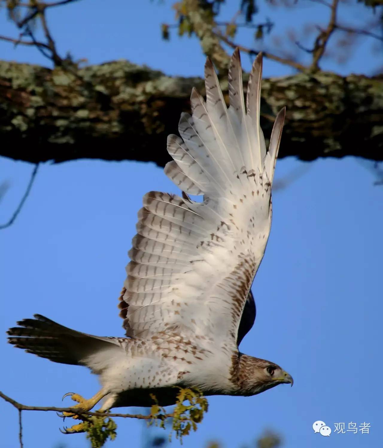 birdWatching