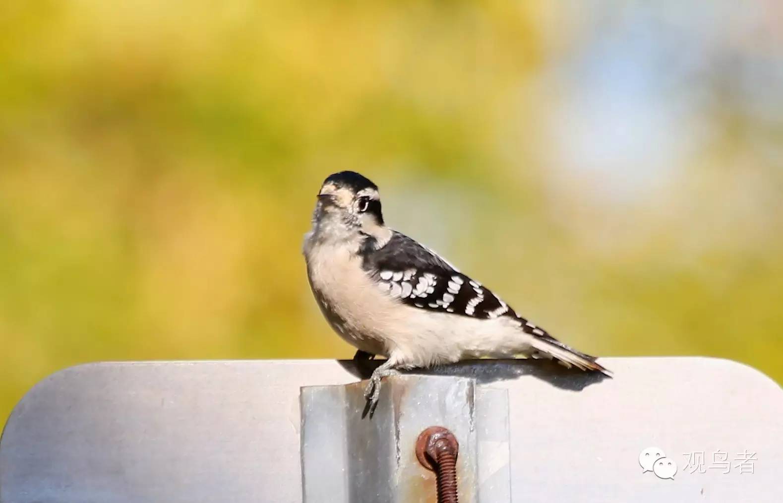 birdWatching