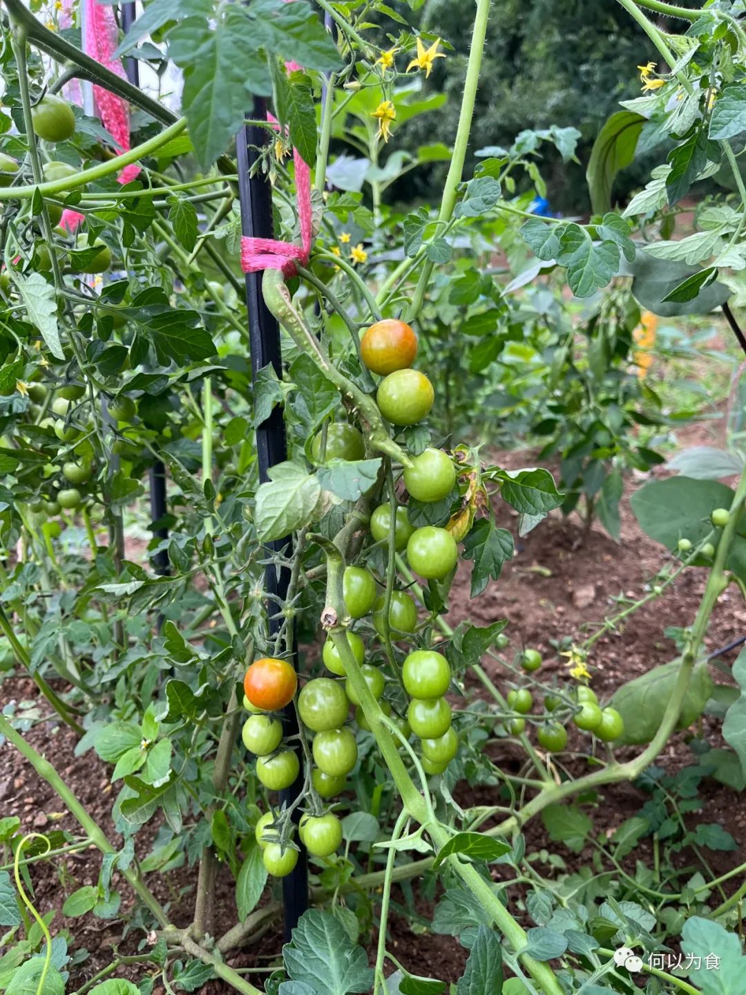 我在首尔都市农园种菜：从田园饮食到田园戏剧，菜地是我们融入城市的方法 | 良食专栏