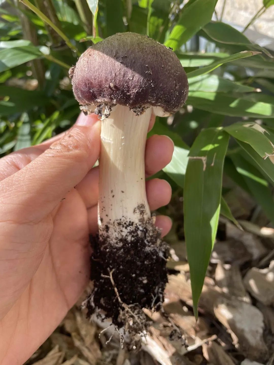 从地下室种蘑菇到纽约总督岛驻留艺术家，城市农业还可以这么玩？| 良食专栏